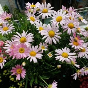 Meet your Posher, Mohamed